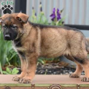 Kerry, German Shepherd Puppy